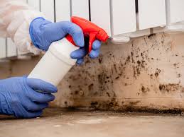 Best Water Damage & Mold Remediation  in Wolf Point, MT